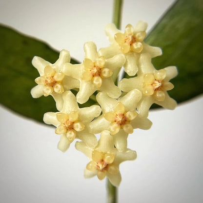 Hoya Pandurata Vietnam