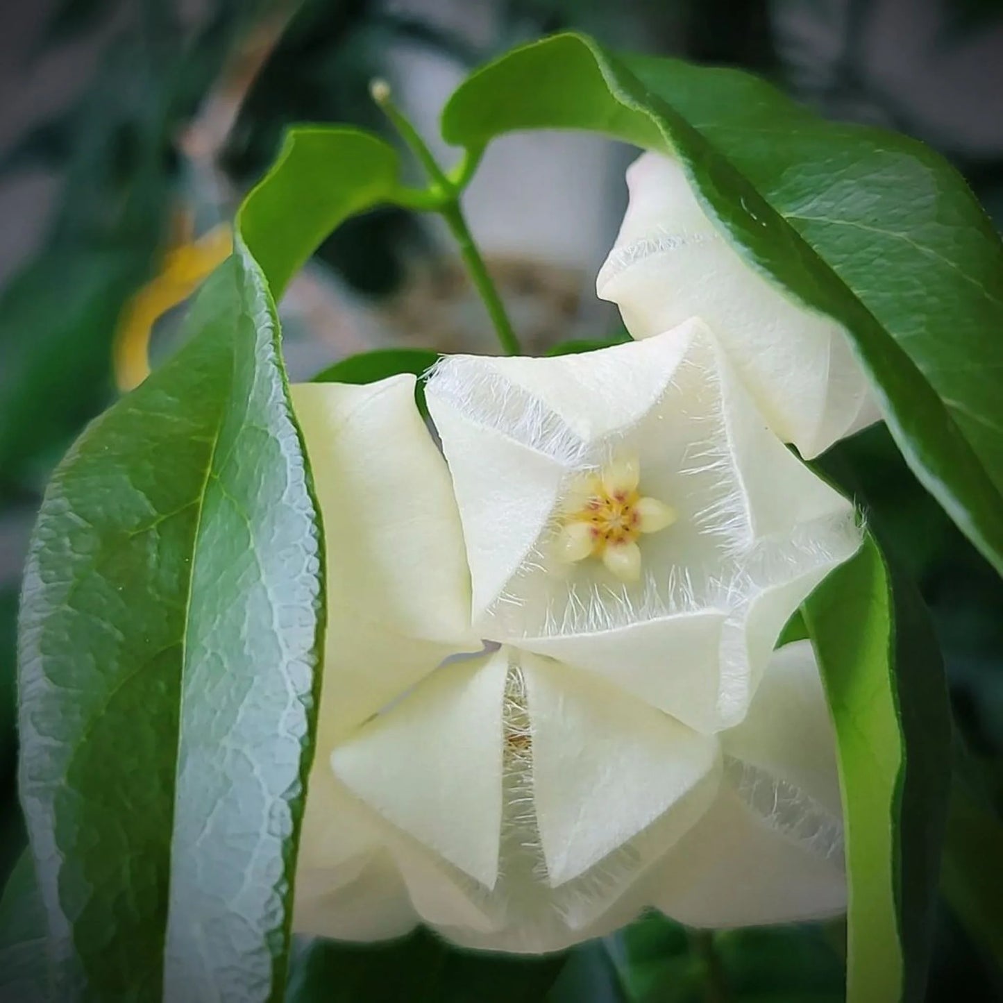 Hoya Paradisea