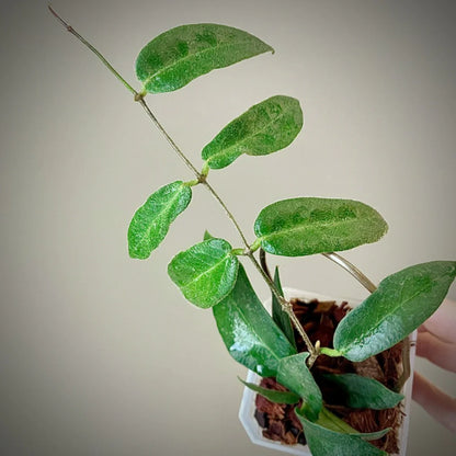 Hoya Patella