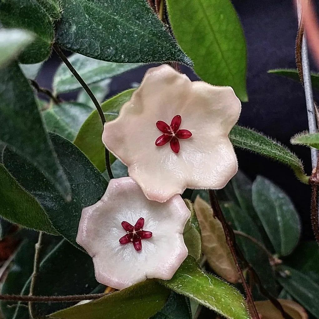 Hoya Patella