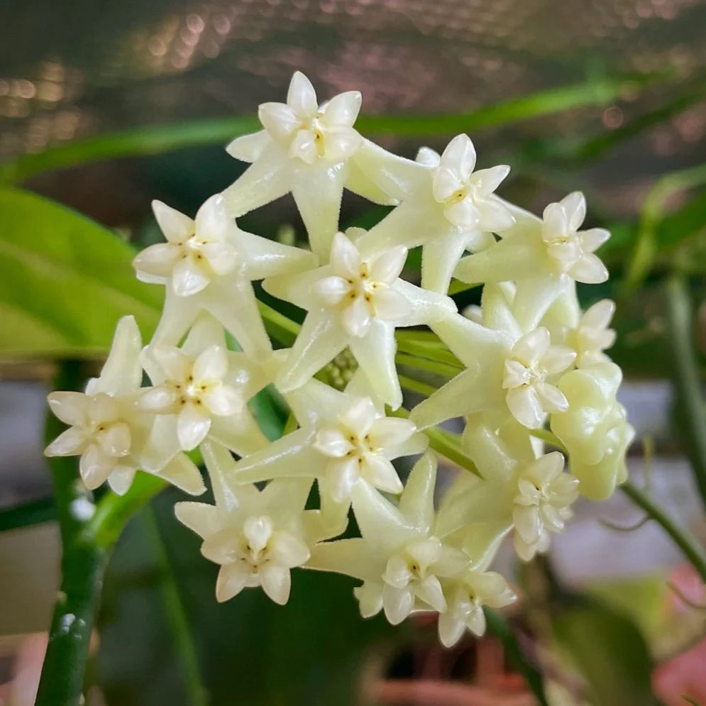 Hoya Pimenteliana