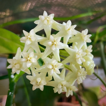 Hoya Pimenteliana