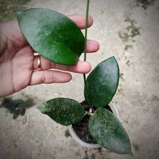 Hoya SP Flores