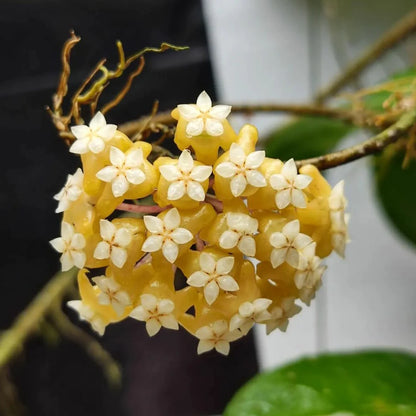 Hoya SP Flores