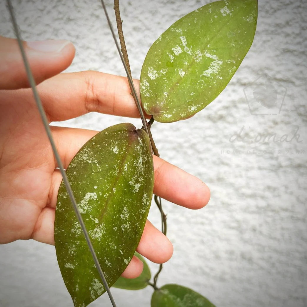 Hoya Sangguensis