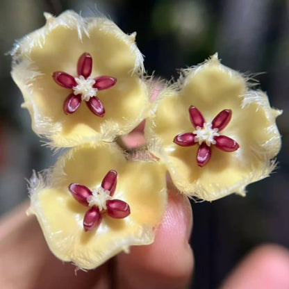 Hoya Sangguensis