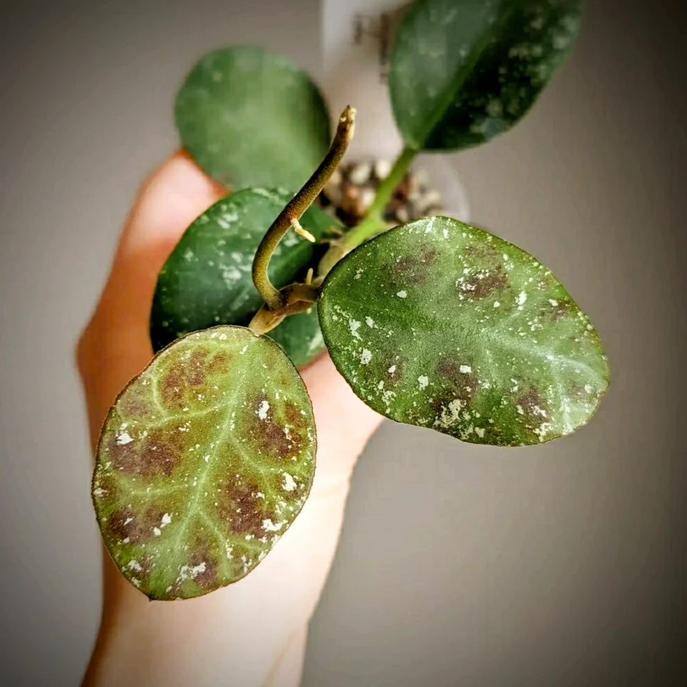 Hoya Waymaniae