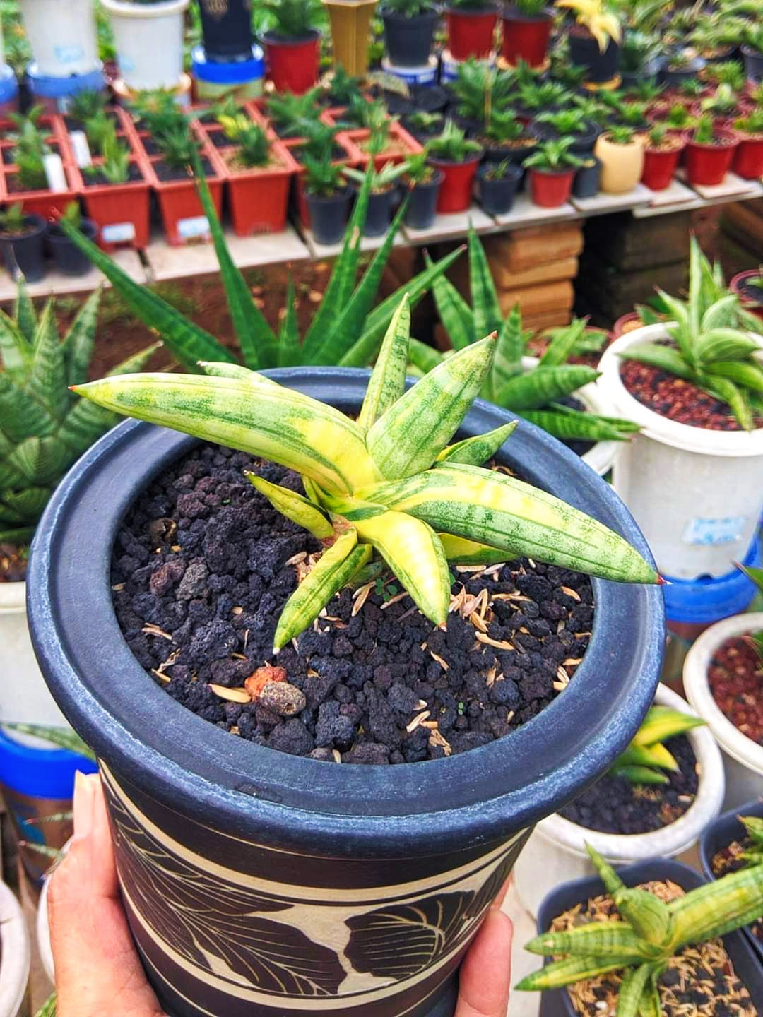 Sansevieria Boncel Variegated