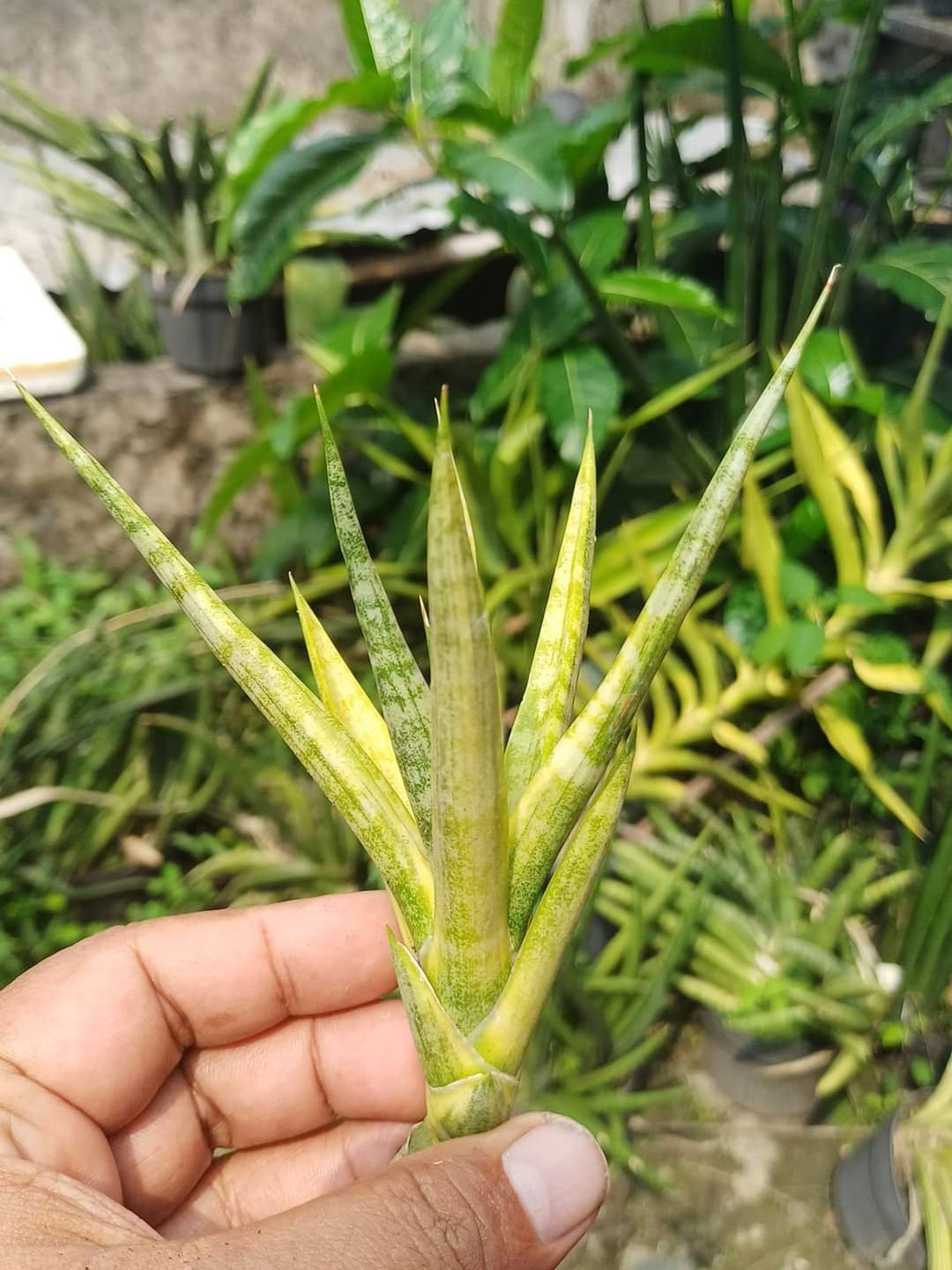 Sansevieria Bunlue Torch Variegated