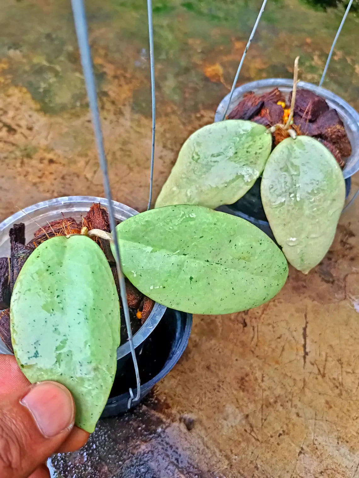 Hoya SP Menak Sopal Silver