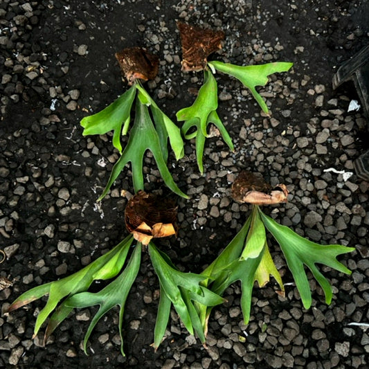 Platycerium Hilli Papuanum