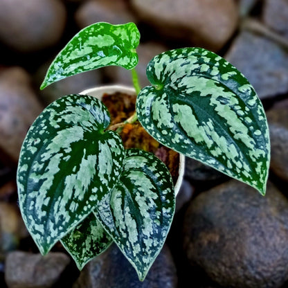 Scindapsus Tricolor