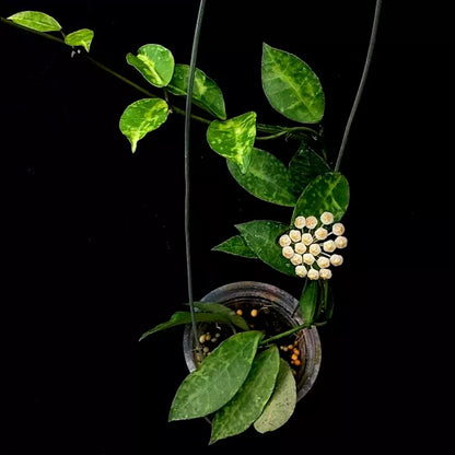 Hoya Lacunosa Amarillo