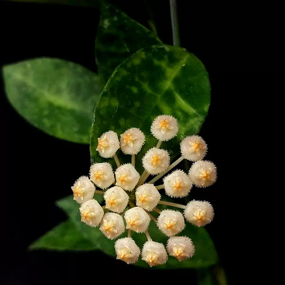Hoya Lacunosa Amarillo