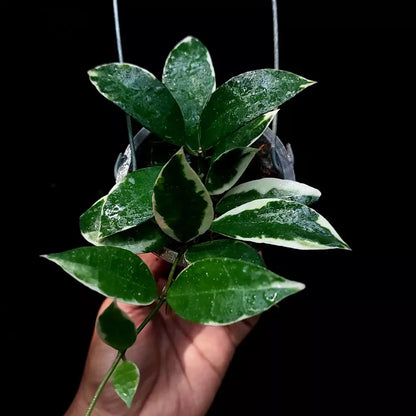 Hoya Lacunosa Asami