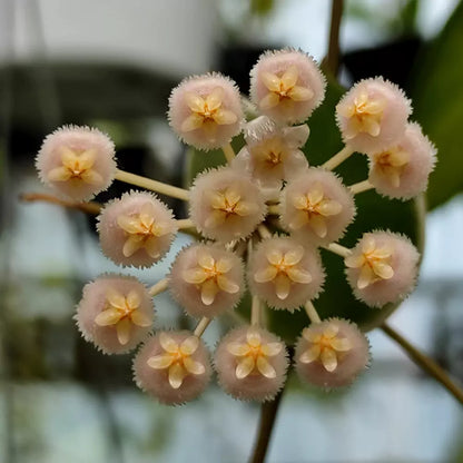 Hoya Lacunosa Asami