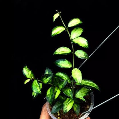 Hoya Lacunosa Tricolor Bruno