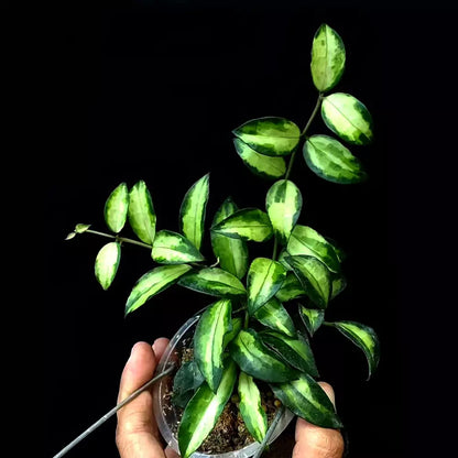 Hoya Lacunosa Tricolor Bruno