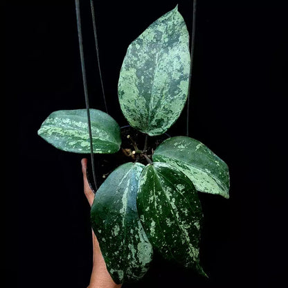 Hoya Macrophylla Snow Queen