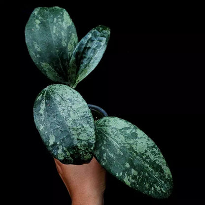 Hoya Macrophylla Snow Queen