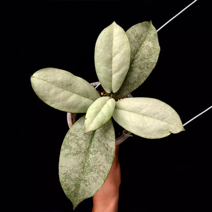 Hoya Mitrata Silver