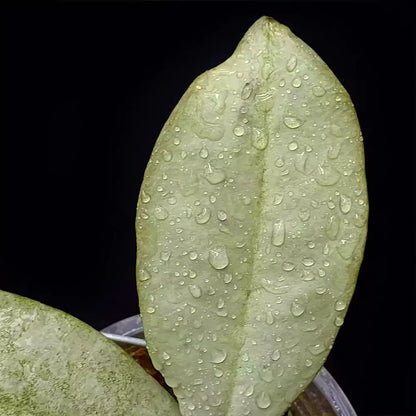 Hoya Mitrata Silver