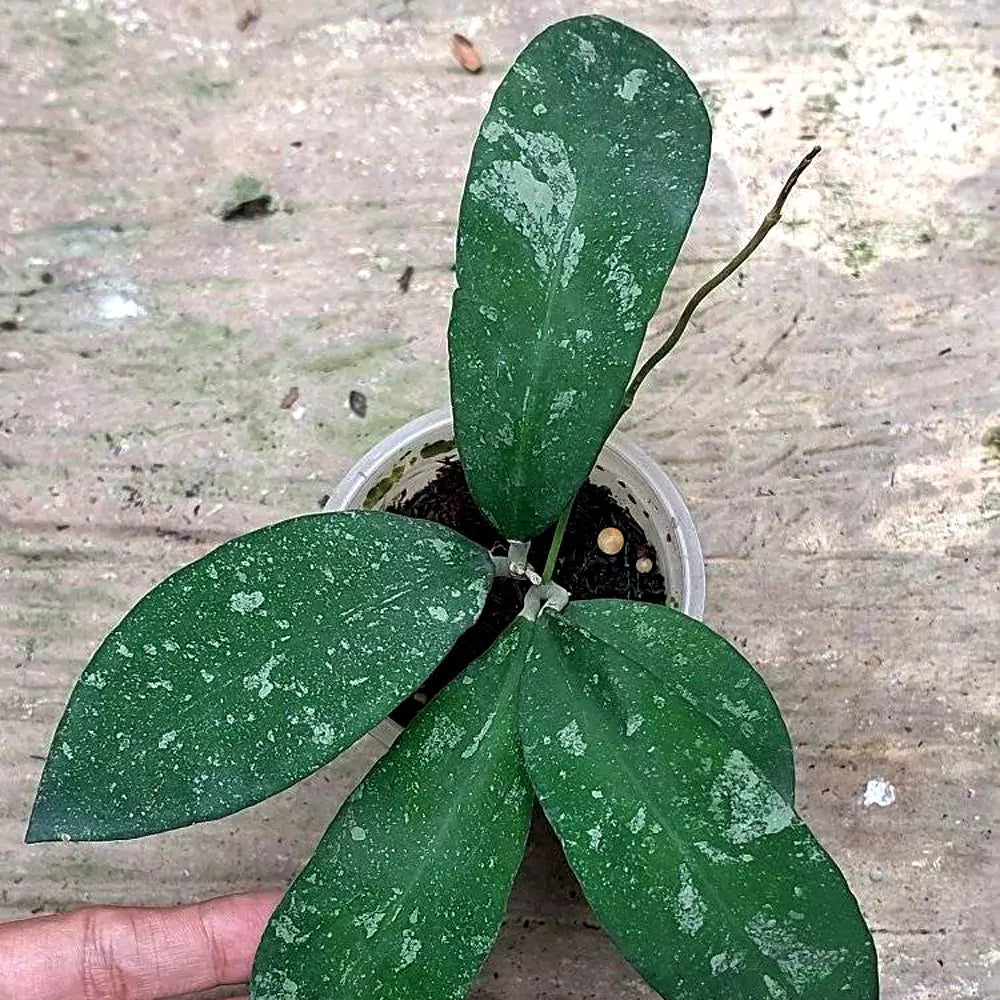 Hoya Polypus Splash For Sale | Hoya Polypus Splash Seeds – PLANTAROID