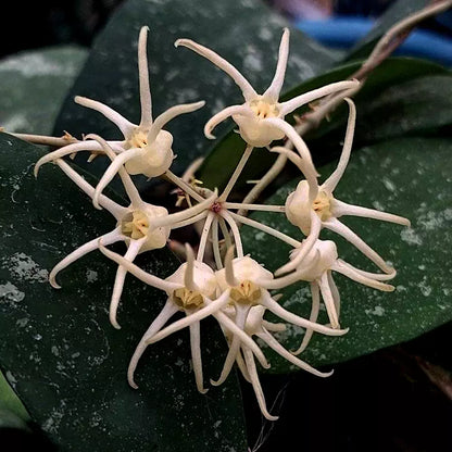 Hoya Polypus Splash