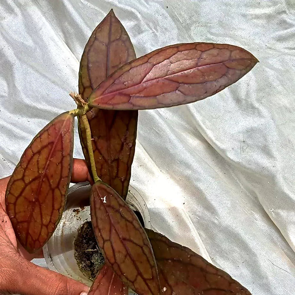 Hoya Tanggamus Red