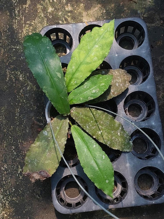 Hoya Undulata Long