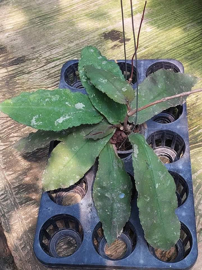 Hoya Undulata Long