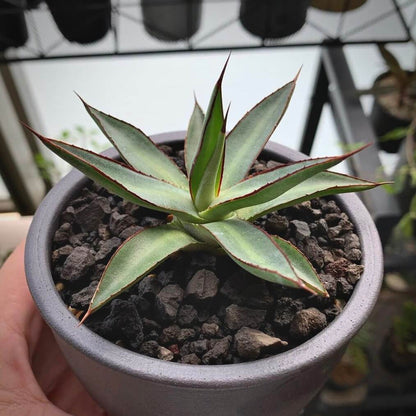 agave burgundy for sale, agave burgundy buy online, agave burgundy price, agave burgundy shop