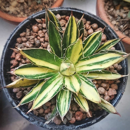 agave filifera variegata for sale, agave filifera variegata buy online, agave filifera variegata price, agave filifera variegata shop