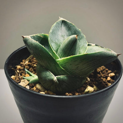 agave pumila for sale, agave pumila buy online, agave pumila price, agave pumila shop