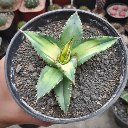 agave solar eclipse for sale, agave solar eclipse buy online, agave solar eclipse price, agave solar eclipse shop