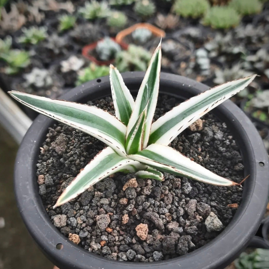 agave white rhino for sale, agave white rhino buy online, agave white rhino price, agave white rhino shop