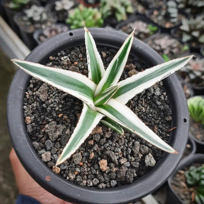 agave white rhino for sale, agave white rhino buy online, agave white rhino price, agave white rhino shop