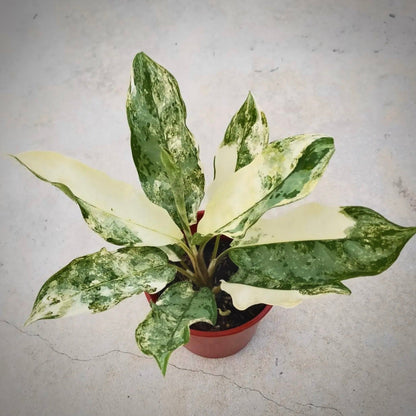 aglaonema commutatum variegata for sale, aglaonema commutatum variegata buy online, aglaonema commutatum variegata price, aglaonema commutatum variegata shop