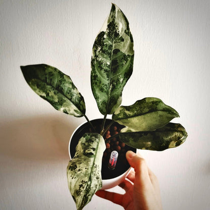 aglaonema commutatum variegata for sale, aglaonema commutatum variegata buy online, aglaonema commutatum variegata price, aglaonema commutatum variegata shop