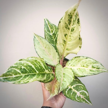 aglaonema frozen for sale, aglaonema frozen buy online, aglaonema frozen price, aglaonema frozen shop