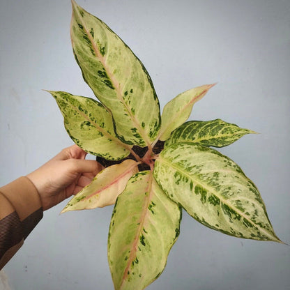 aglaonema frozen for sale, aglaonema frozen buy online, aglaonema frozen price, aglaonema frozen shop