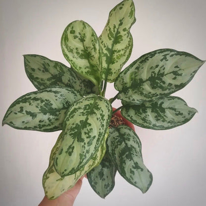 aglaonema green compacta for sale, aglaonema green compacta buy online, aglaonema green compacta price, aglaonema green compacta shop