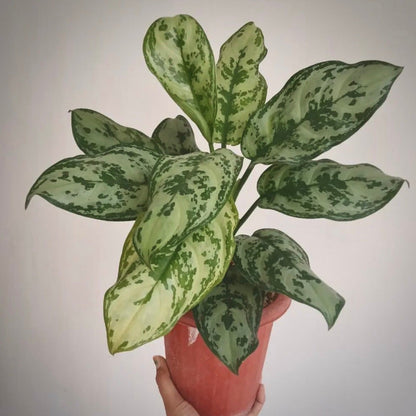 aglaonema green compacta for sale, aglaonema green compacta buy online, aglaonema green compacta price, aglaonema green compacta shop