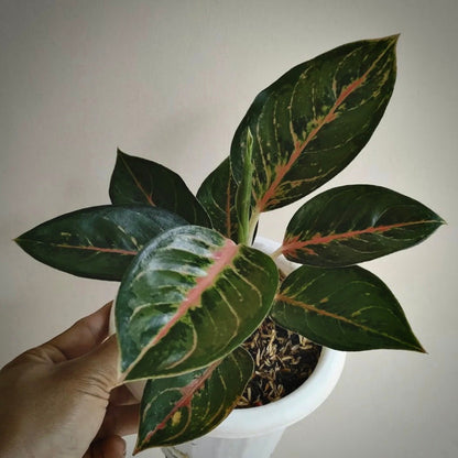 aglaonema green javana for sale, aglaonema green javana buy online, aglaonema green javana price, aglaonema green javana shop