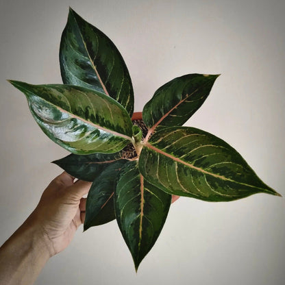 aglaonema green javana for sale, aglaonema green javana buy online, aglaonema green javana price, aglaonema green javana shop