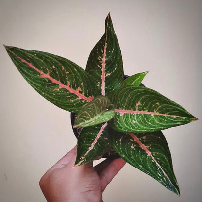 aglaonema green legacy for sale, aglaonema green legacy buy online, aglaonema green legacy price, aglaonema green legacy shop