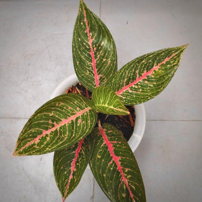 aglaonema green legacy for sale, aglaonema green legacy buy online, aglaonema green legacy price, aglaonema green legacy shop