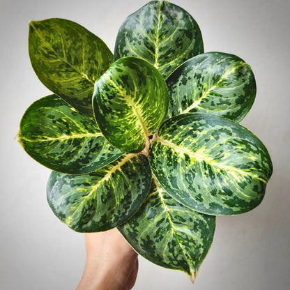 aglaonema green papuma for sale, aglaonema green papuma buy online, aglaonema green papuma price, aglaonema green papuma shop