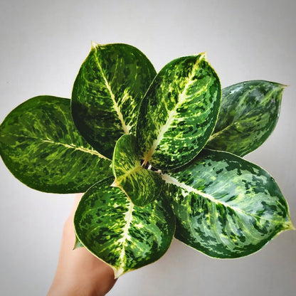 aglaonema green papuma for sale, aglaonema green papuma buy online, aglaonema green papuma price, aglaonema green papuma shop