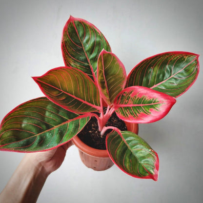 aglaonema khanza for sale, aglaonema khanza buy online, aglaonema khanza price, aglaonema khanza shop